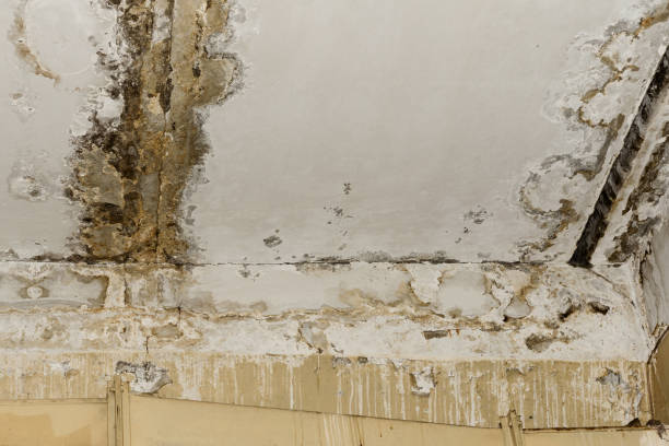 Best Mold Prevention Services  in Walnut Park, CA